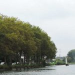 Brasem tegen overmatige groei van waterplanten